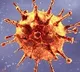 AP Covid cases and deaths bulletin