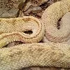 missing python found in shopping mall