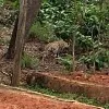 Leopard spotted at Tirumala ghat road