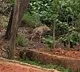 Leopard spotted at Tirumala ghat road