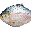 Pulasa fish cost started form Rs 6 thousand