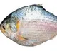 Pulasa fish cost started form Rs 6 thousand