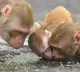 China reports first human death from Monkey B Virus