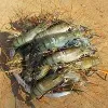 China halts prawns imports from India after corona tracings on packs