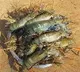 China halts prawns imports from India after corona tracings on packs