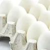 Plastic Eggs stir in Nellore dist