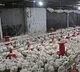 India registered first Bird Flu Death