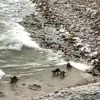 Water Dogs at Ngarjuna Sagar project