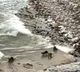 Water Dogs at Ngarjuna Sagar project