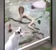 Pet cat stops raging cobra