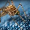 One woman dies with smoke set for mosquitos
