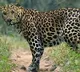 Leopard attacked couple while going to singarikona