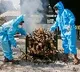 Corona deaths increased 21 percent world wide in last one week says WHO