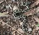 Tamilnadu boy Darshith killed the snake which bitten him