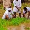 CBI Former JD Lakshminarayana joins paddy plantation in his leased