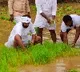 CBI Former JD Lakshminarayana joins paddy plantation in his leased