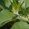 Clinical trails for ashwagandha will start soon in London