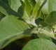 Clinical trails for ashwagandha will start soon in London