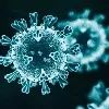 AP Corona Positive Cases and deaths bulletin