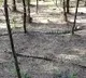 King Cobra spotted at East Godavari district