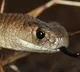 Bihar man who bites snake finally dead
