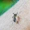 Dengue cases on the rise in Hyderabad: Gleneagles Global Hospitals doctors