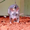 Telangana govt says no to glue traps to kill rodents