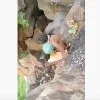 Priest dies in a bizarre incident at Gampa Mallayya Swamy shrine