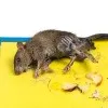 Telangan govt bans glue traps