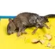 Telangan govt bans glue traps