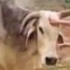 Villagers in UP mourn 'Babuji' the bull