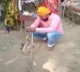 Man lost his life while tying rakhi to snakes