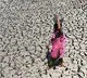 DEWS Warns India Witnessing Drought Situations
