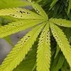 Solapur Farmer seeks permission to cultivate ganja on his farm