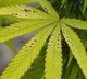 Solapur Farmer seeks permission to cultivate ganja on his farm