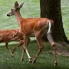 Deer tested corona positive in Ohio