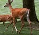 Deer tested corona positive in Ohio