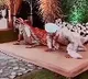 Bride And Groom Do PushUps Onstage In Viral Video