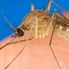 Russia Warns of West Nile Virus