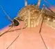 Russia Warns of West Nile Virus