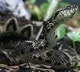 This Snake Venom Is The tool To Kill Corona Virus