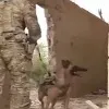 US Military left alone their dogs in Afghanistan