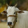 Allahabad HC asks govt to declare cow national animal