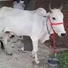 Cow Protection Should Be Fundamental Right said allahabad High court