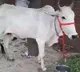 Cow Protection Should Be Fundamental Right said allahabad High court