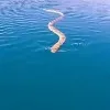 sea snake follows youtuber video goes viral