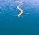 sea snake follows youtuber video goes viral