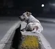 FIR filed in Rajasthan for raping dog