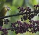 Australia identified as 'transmission hotspot' for deadly avian malaria