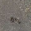 snake jumps out on a woman she screams and rushes into house